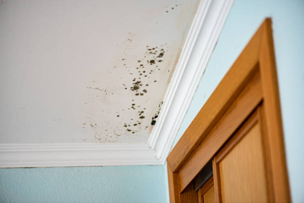 Best Fast Mold Removal  in Collinsville, MS