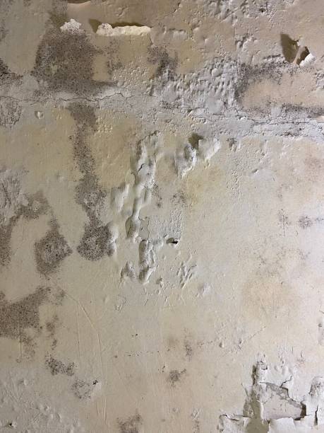 Best Office Mold Removal Services  in Collinsville, MS