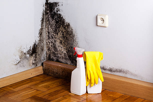 Best Residential Mold Removal  in Collinsville, MS