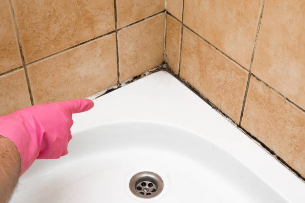 Best Attic Mold Removal  in Collinsville, MS